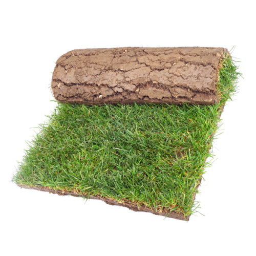 disposing of grass clippings disposing of grass clippings