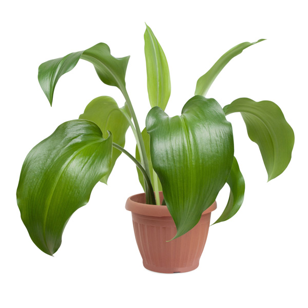 house plant