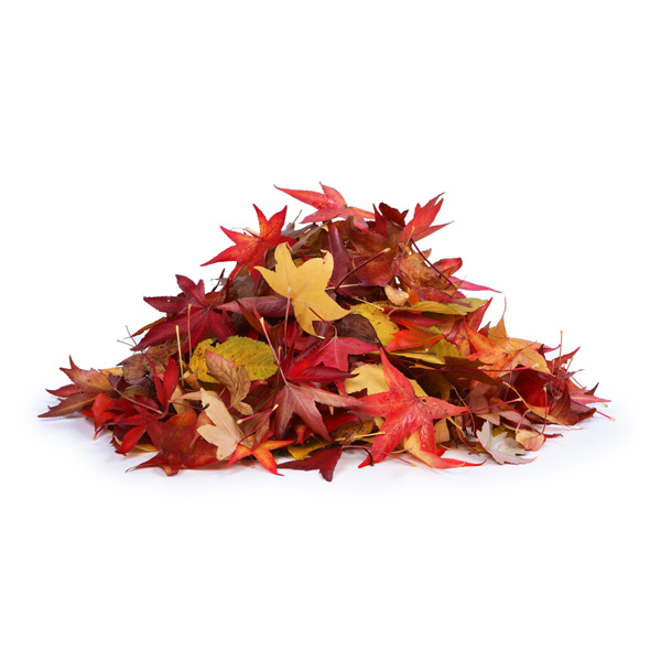 guide-yard-leaves leaves